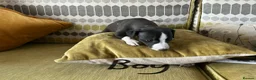 Whippet dogs for sale: Whippet x Italian greyhound puppies 75%:25% - Advert 9