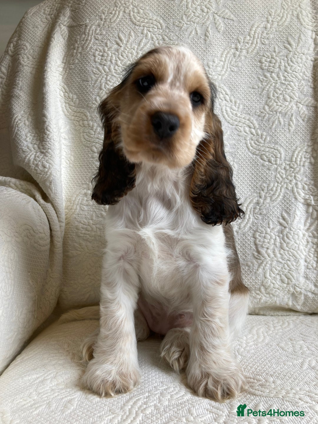 Cocker Spaniel dogs for sale: Show Cocker Pups - ask about our next litter - Image 4
