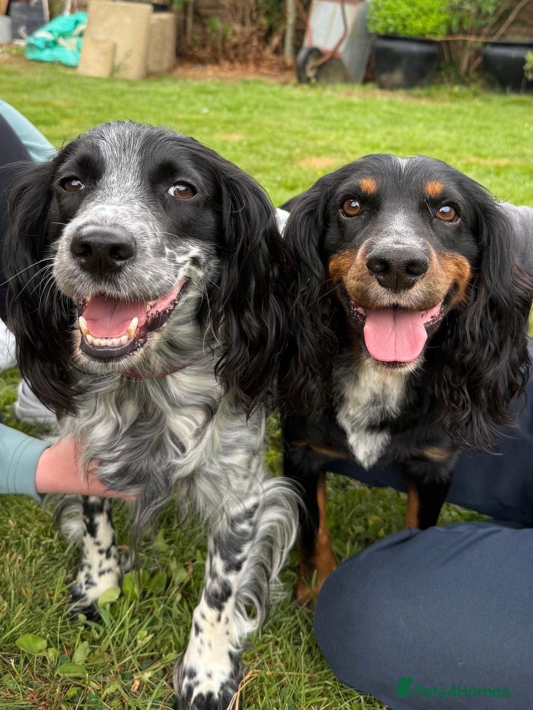 Cocker Spaniel dogs for sale: Gorgeous KC registered Working Cocker Spaniels - Image 4