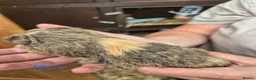 Guinea Pig rodents for sale: Guinea pigs  - Advert 9