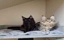 Maine Coon cats for sale: 🍁🍂Good females🏡🎯📣 - Image 22