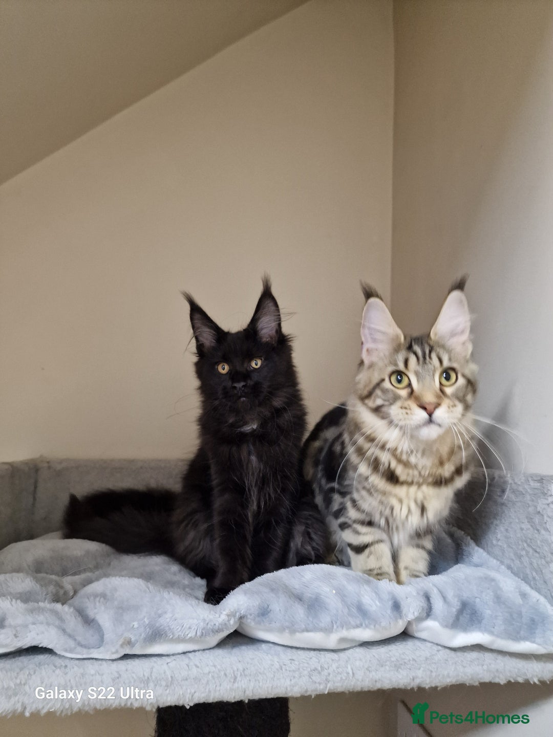Maine Coon cats for sale: 🍁🍂Good females🏡🎯📣 - Image 22