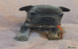 French Bulldog dogs for sale: Beautiful French Bulldog Puppies - Image 10
