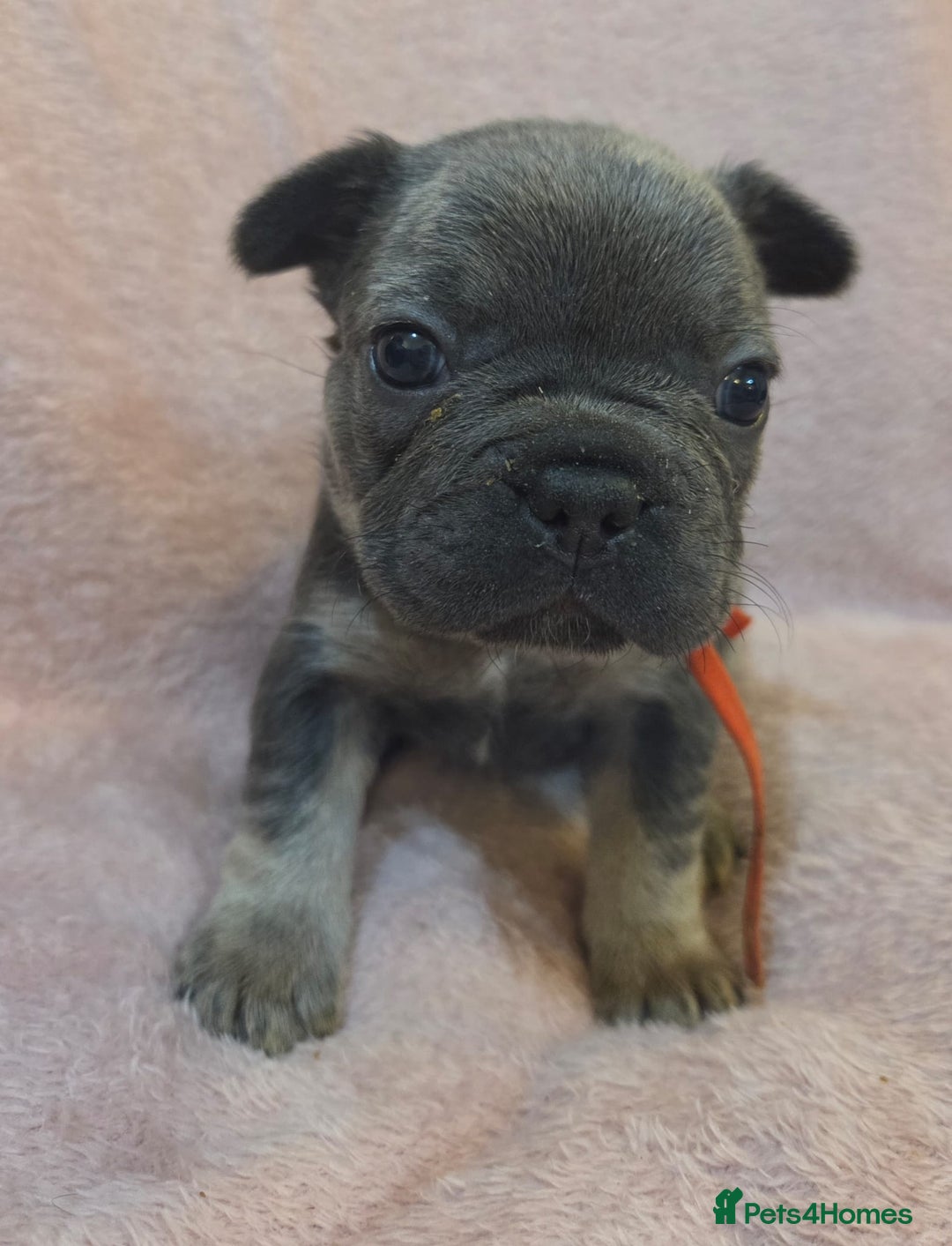 French Bulldog dogs for sale: Beautiful French Bulldog Puppies - Image 10