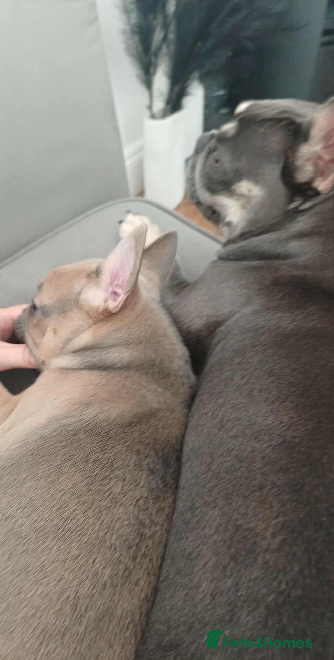 French Bulldog dogs for sale: Beautiful nature puppy 12 weeks old male  - Image 6