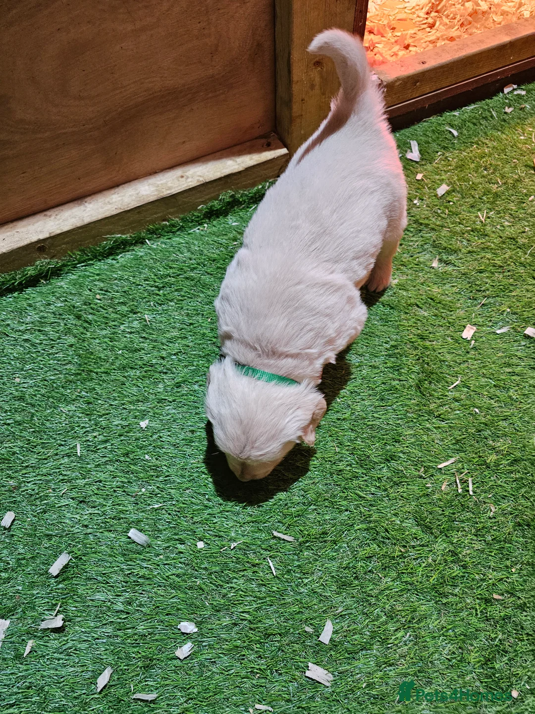 Golden Retriever dogs for sale: Golden retriever puppy for sale in Harrow  London - Advert 7