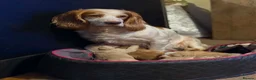 Sprocker dogs for sale: Gorgeous golden working sprokers - Advert 9