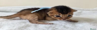 Abyssinian Kitten 1
