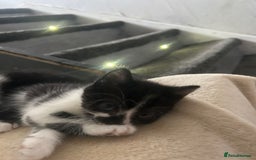 Mixed Breed cats for sale: Beautiful marking very fluffy  - Image 35