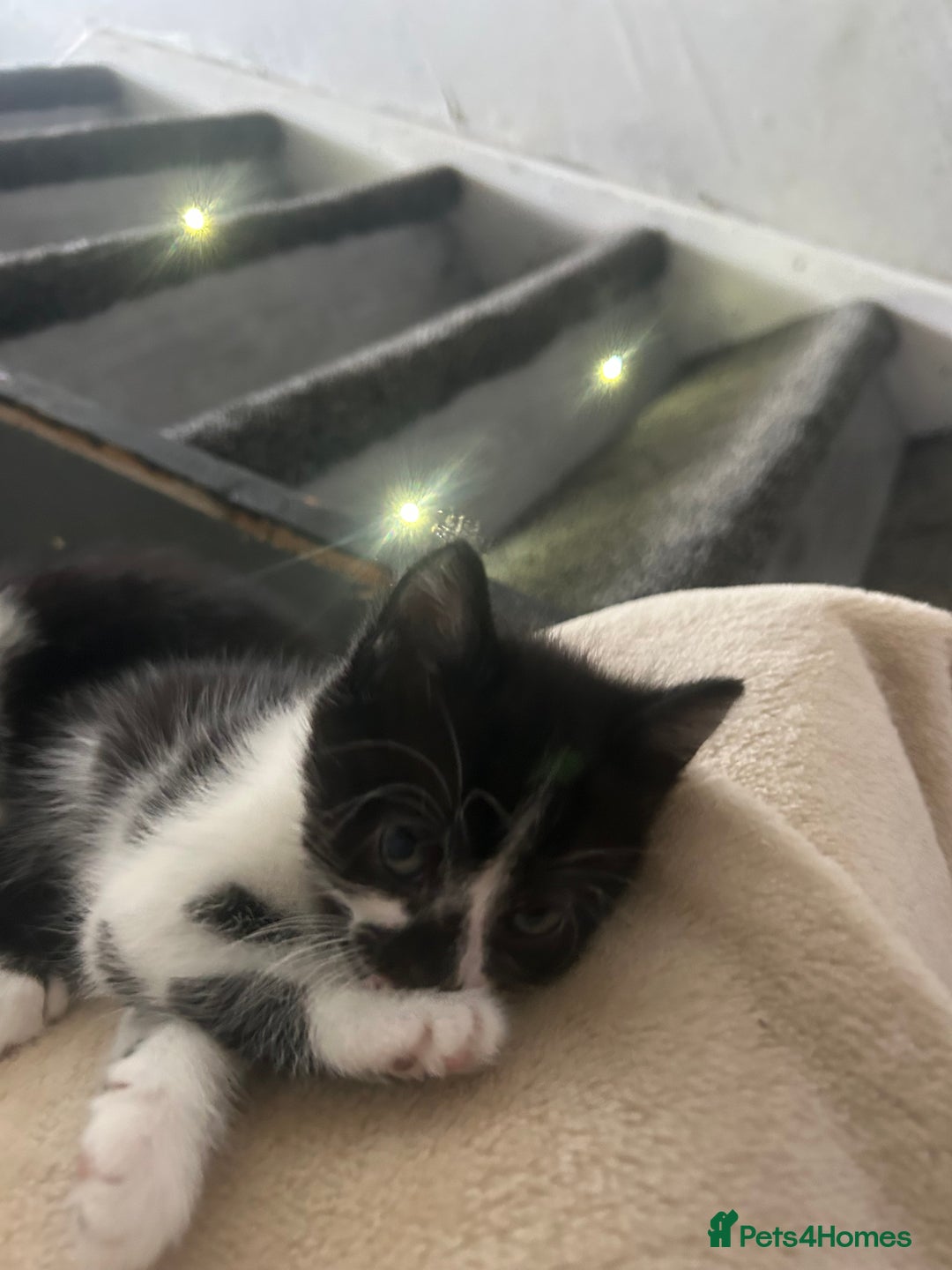 Mixed Breed cats for sale: Beautiful marking very fluffy  - Image 35