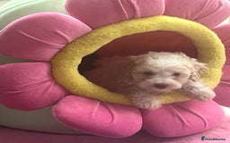 Cavapoo dogs for sale: Miniature poodle x cavapoo  - Image 12