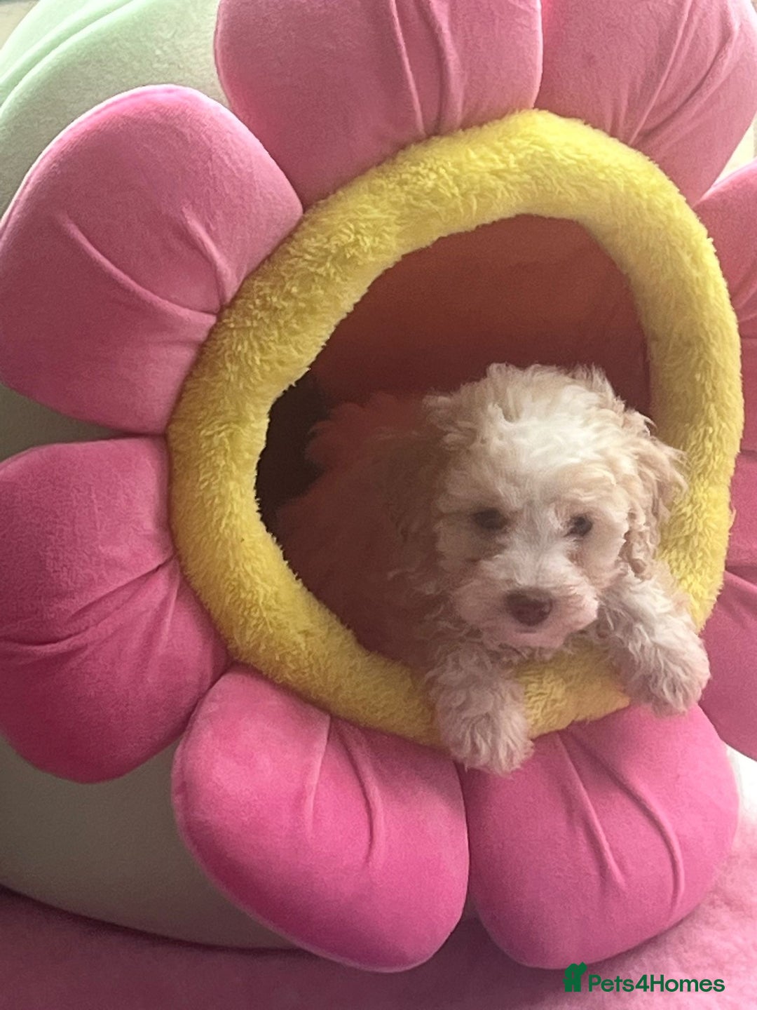 Cavapoo dogs for sale: Miniature poodle x cavapoo  - Image 12