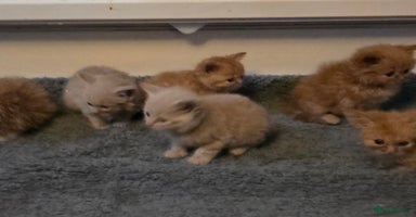 British Longhair cats - Advert 3