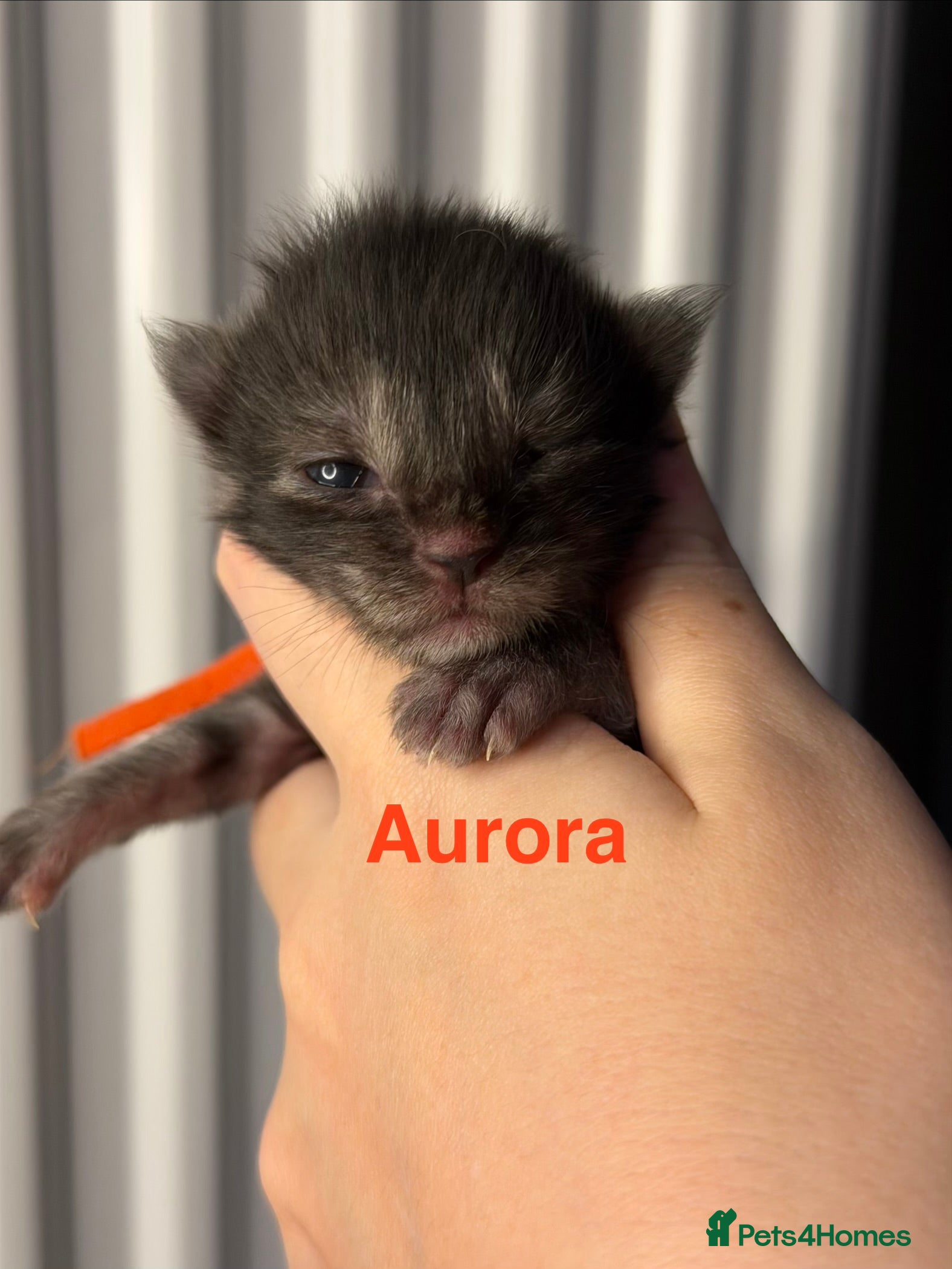 Maine Coon cats TICA Registered Maine Coon Kittens  - Advert 15