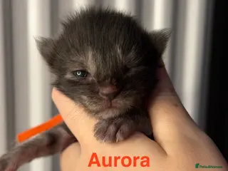 Maine Coon cats TICA Registered Maine Coon Kittens - Advert 15