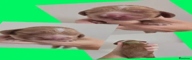 Cocker Spaniel 2