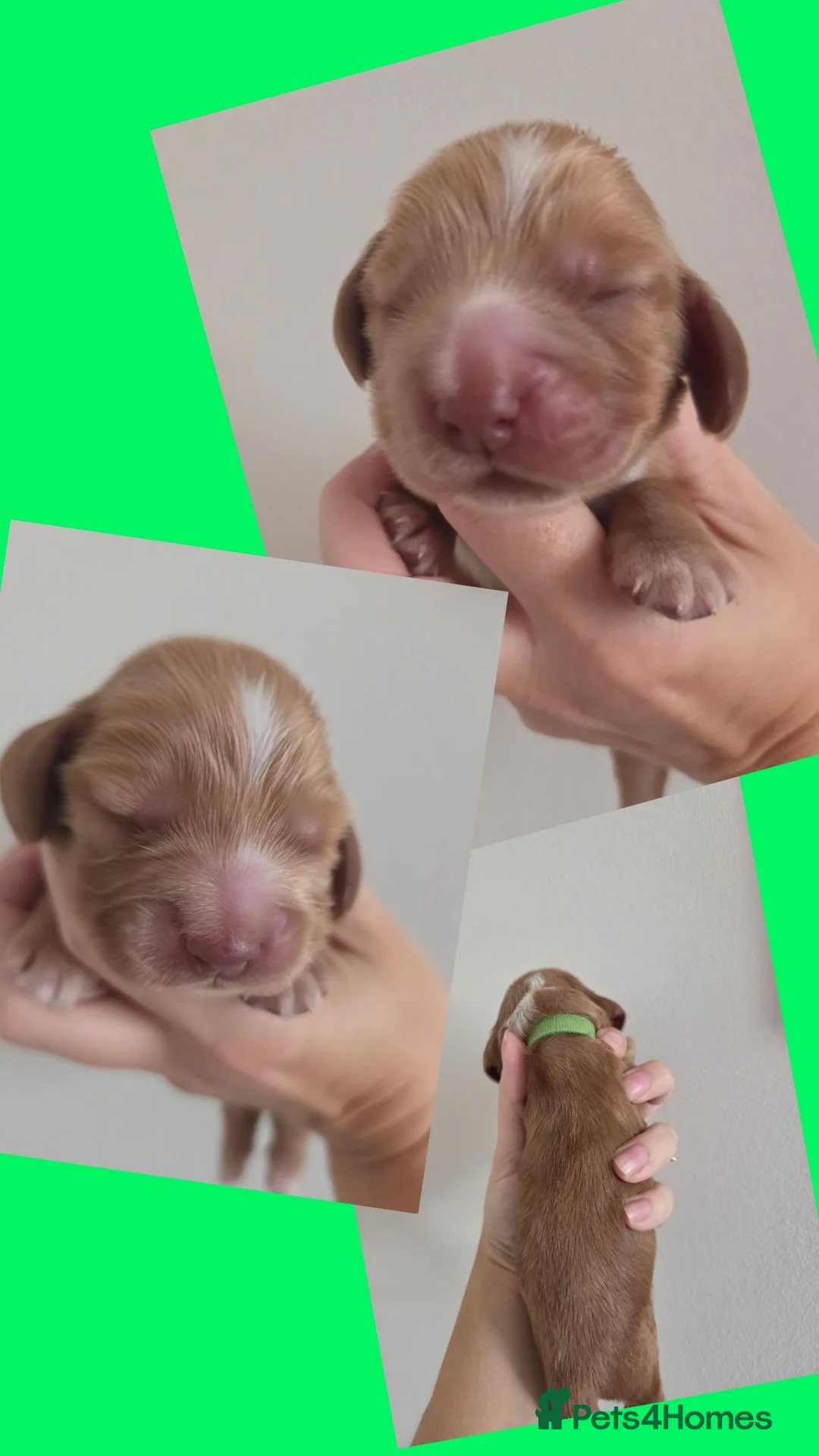 Cocker Spaniel dogs for sale: RKC SHOW COCKER SPANIEL PUPPIES EXTENSIVELY HEALTH - Advert 23