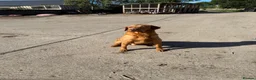 Labrador Retriever dogs for sale: Stunning KC REG fox red Labrador male  - Advert 3