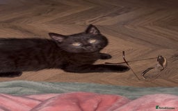 British Shorthair cats for sale: British Shorthair mix kitten needs a loving Rehome - Image 4