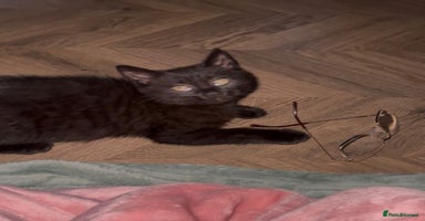 British Shorthair cats - Advert 5