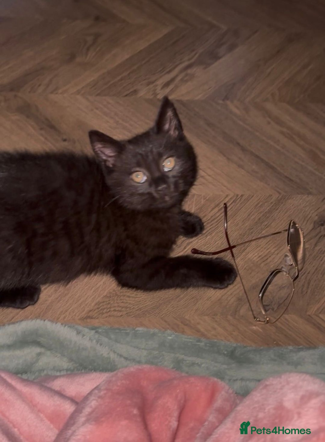 British Shorthair cats for sale: British Shorthair mix kitten needs a loving Rehome - Image 4