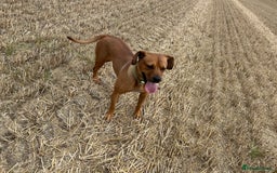 Rhodesian Ridgeback dogs for sale: Lady  - Image 3