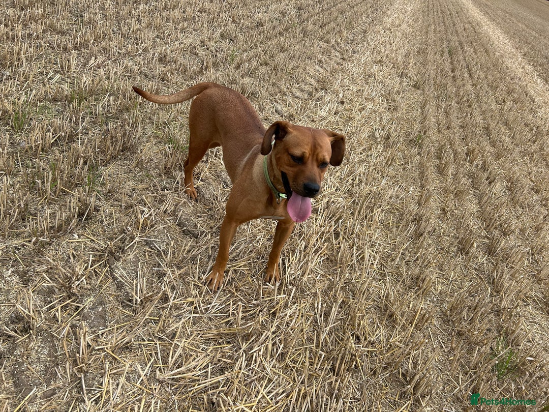 Rhodesian Ridgeback dogs for sale: Lady  - Image 3