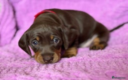 Dachshund dogs for sale: Stunning Dachshund Puppies  - Image 25