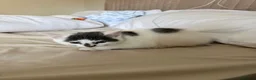 Mixed Breed cats for sale: KITTEN FOR SALE BOY - Advert 3