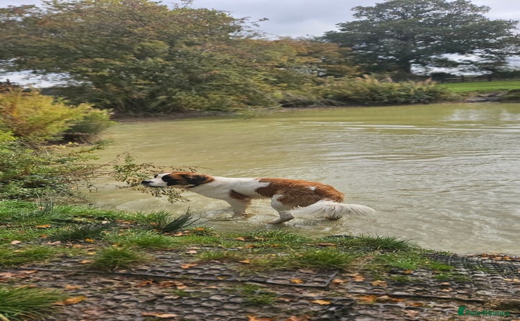 Saint Bernard dogs - Advert 2
