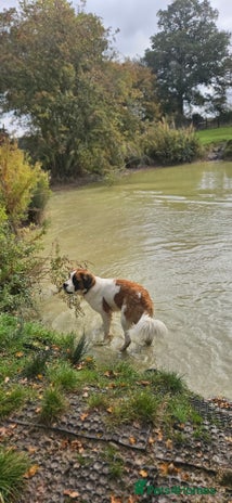 Saint Bernard dogs - Advert 1