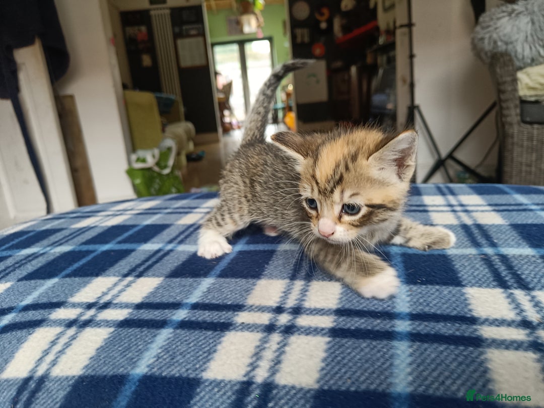 Mixed Breed cats for sale: Calico Mum, Tabby Dad kittens for sale - Image 14