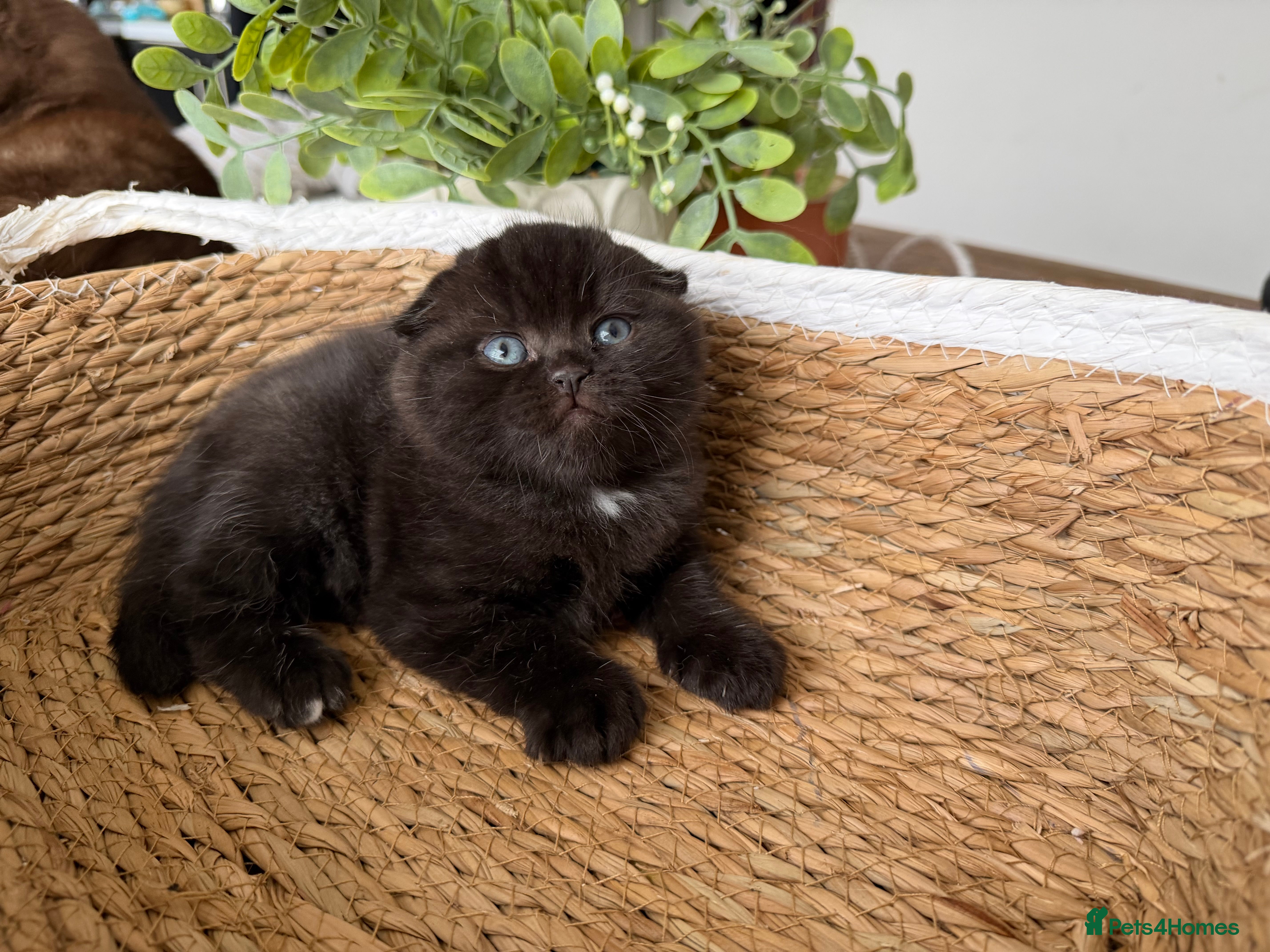 Scottish Fold cats male Scottish fold kitten - Advert 1