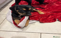 Mixed Breed dogs for sale: Rare black golden cocker puppies - Image 3