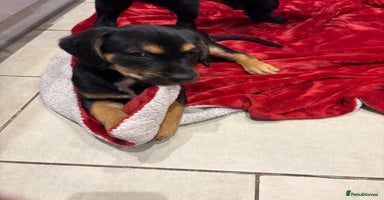 Mixed Breed dogs - Advert 2