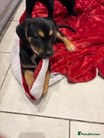 Mixed Breed dogs - Advert 2