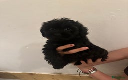 Yorkiepoo dogs for sale: 5 Beautiful F1 Yorkiepoo’s - Image 28