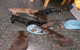Mixed Breed dogs for sale: Pug x miniature dachshund *Only one left* - Image 20