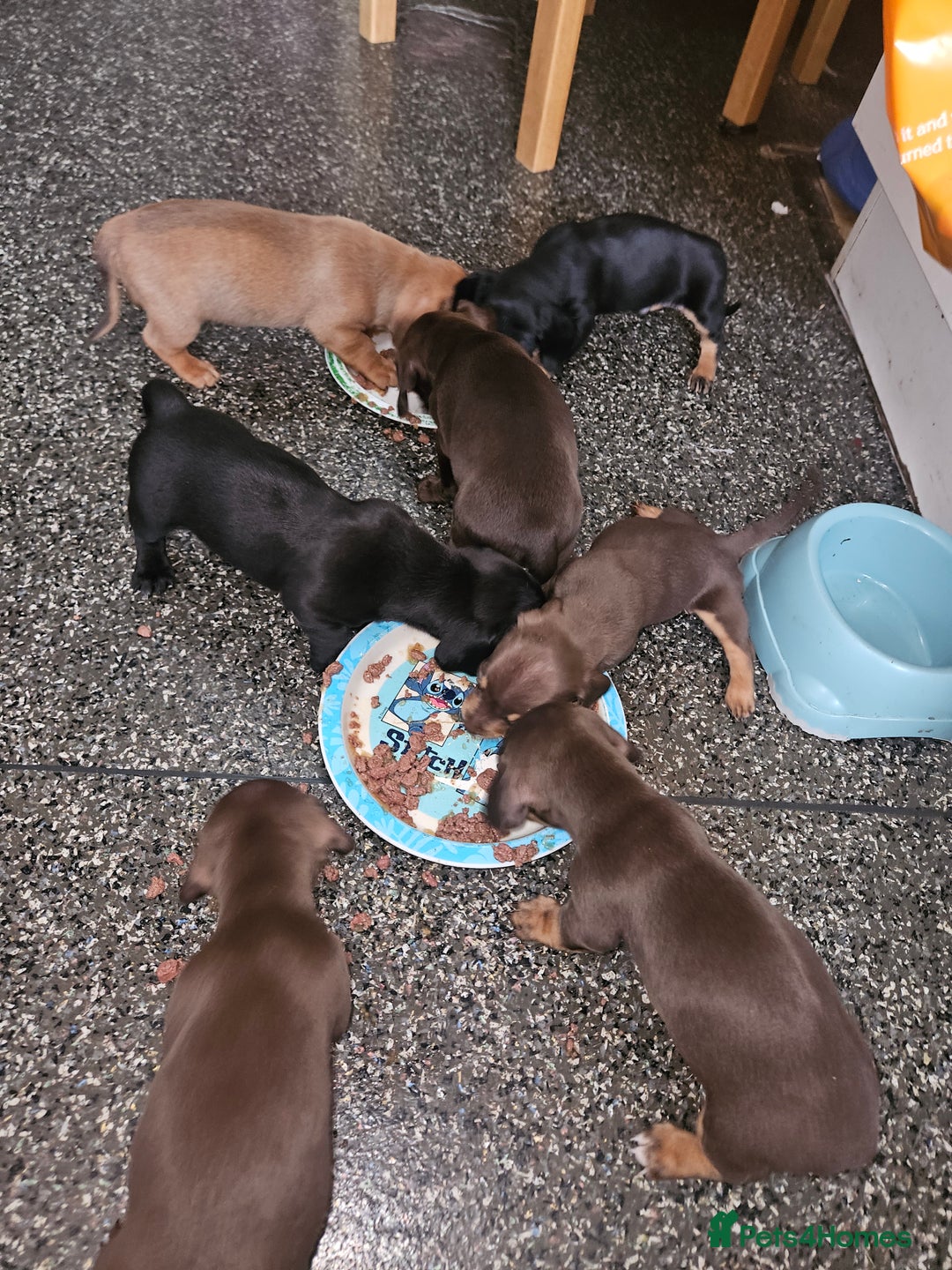 Mixed Breed dogs for sale: Pug x miniature dachshund *Only one left* - Image 20