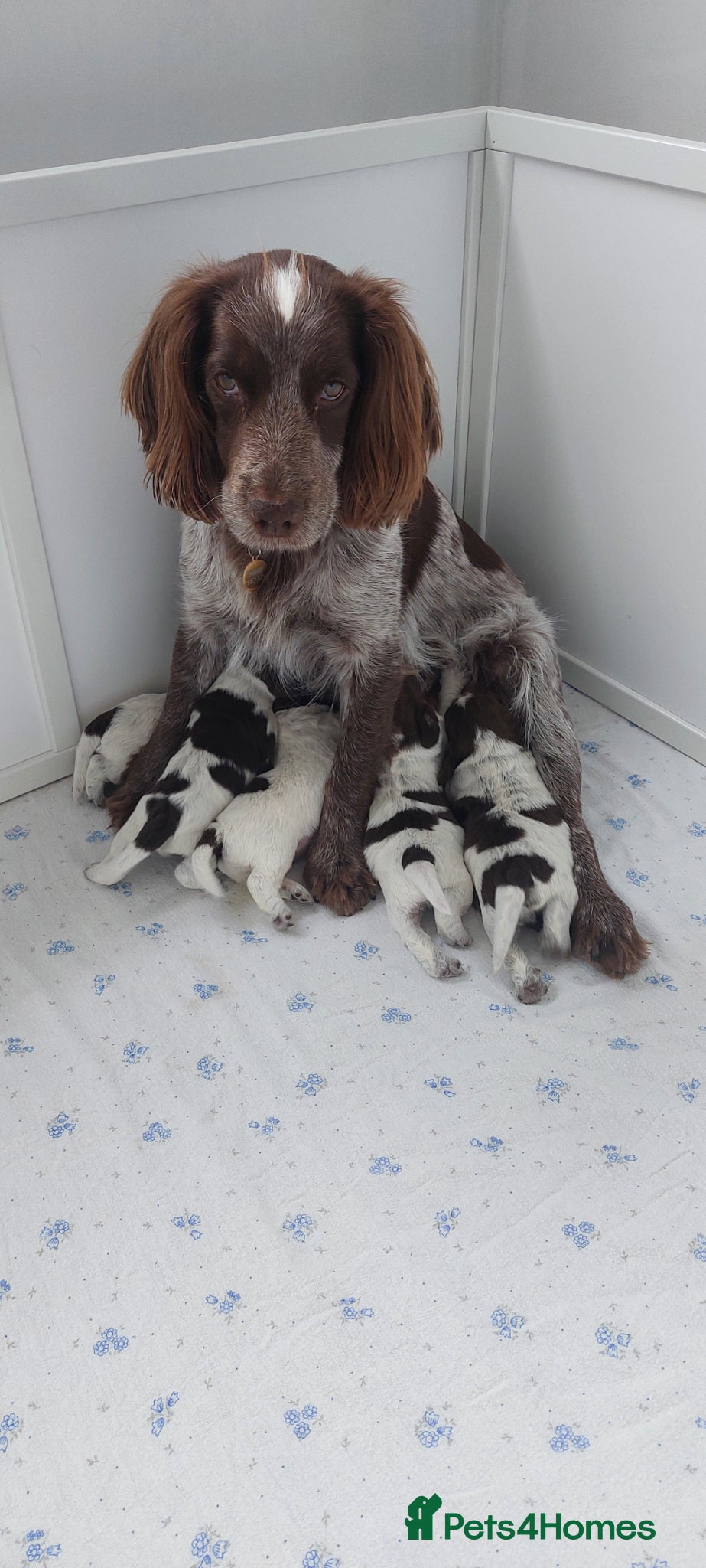 Sprocker dogs Sprocker Spaniels - Advert 2