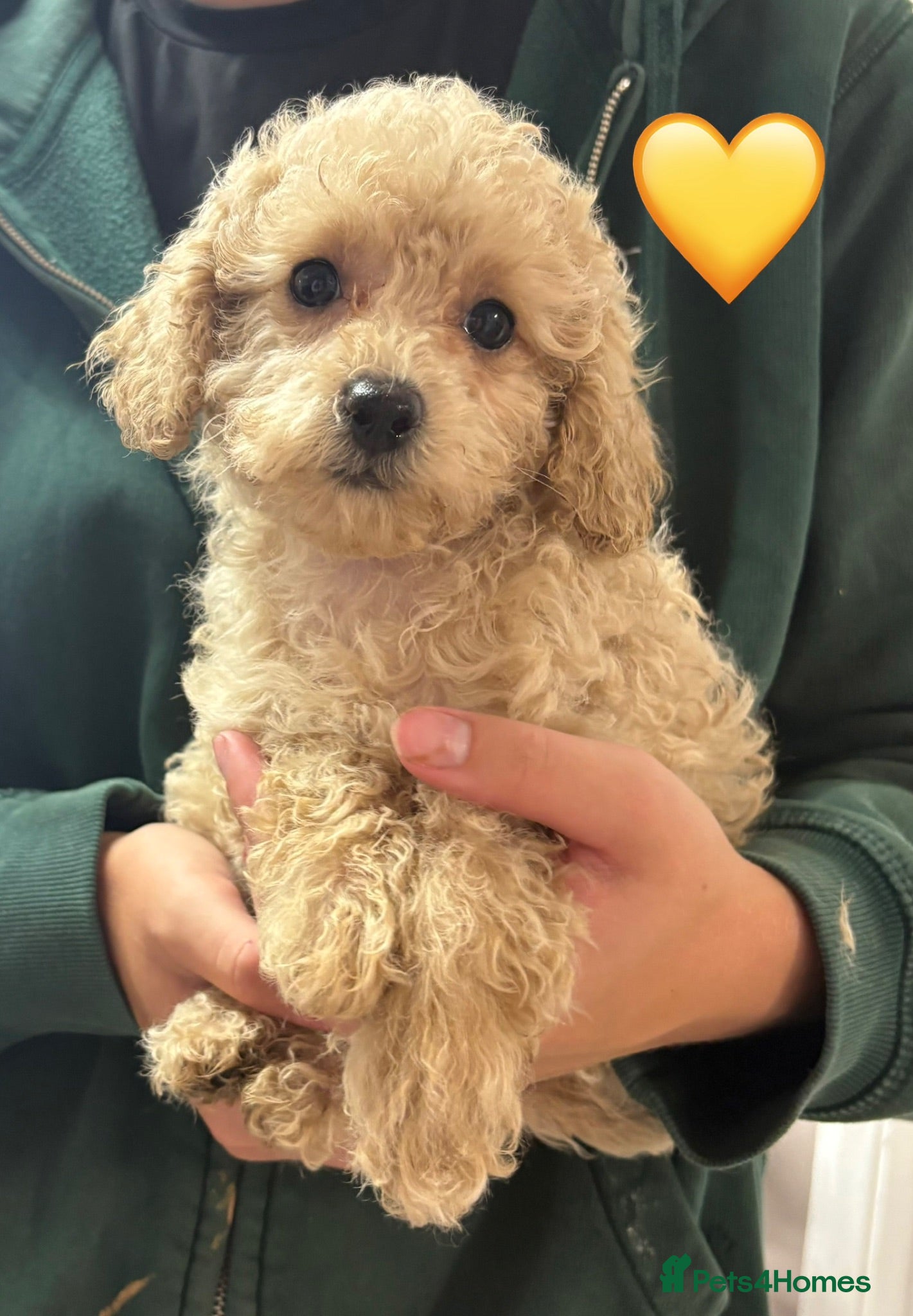 Miniature Poodle dogs Gorgeous Female Miniature Poodles Ready To Leave! - Advert 2