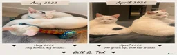 British Shorthair cats for sale: Bill and Ted  in Cannock - Advert 1