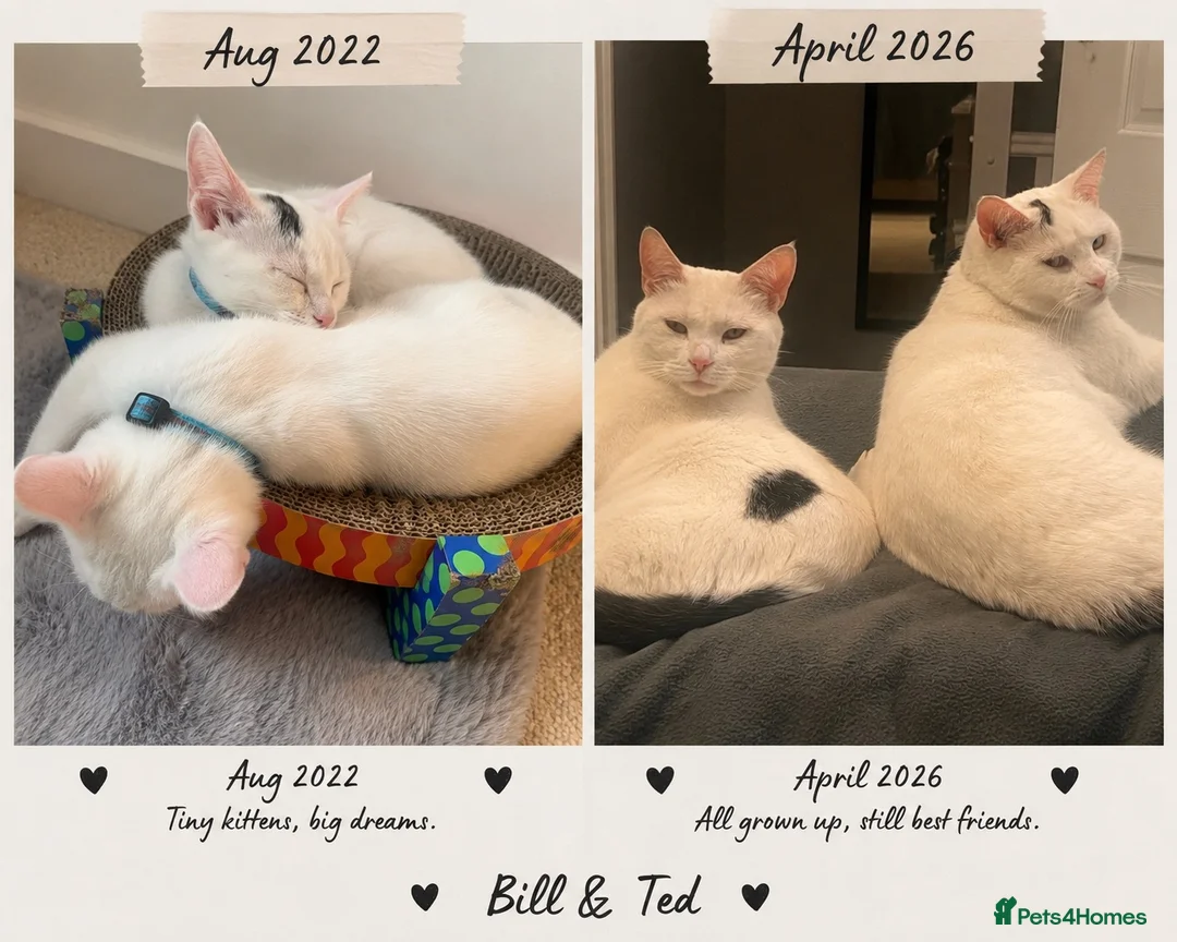 British Shorthair cats for sale: Bill and Ted  in Cannock - Advert 1