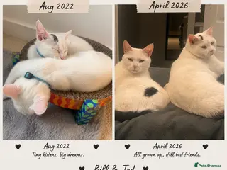 Mixed Breed cats Bill and Ted - Advert 1