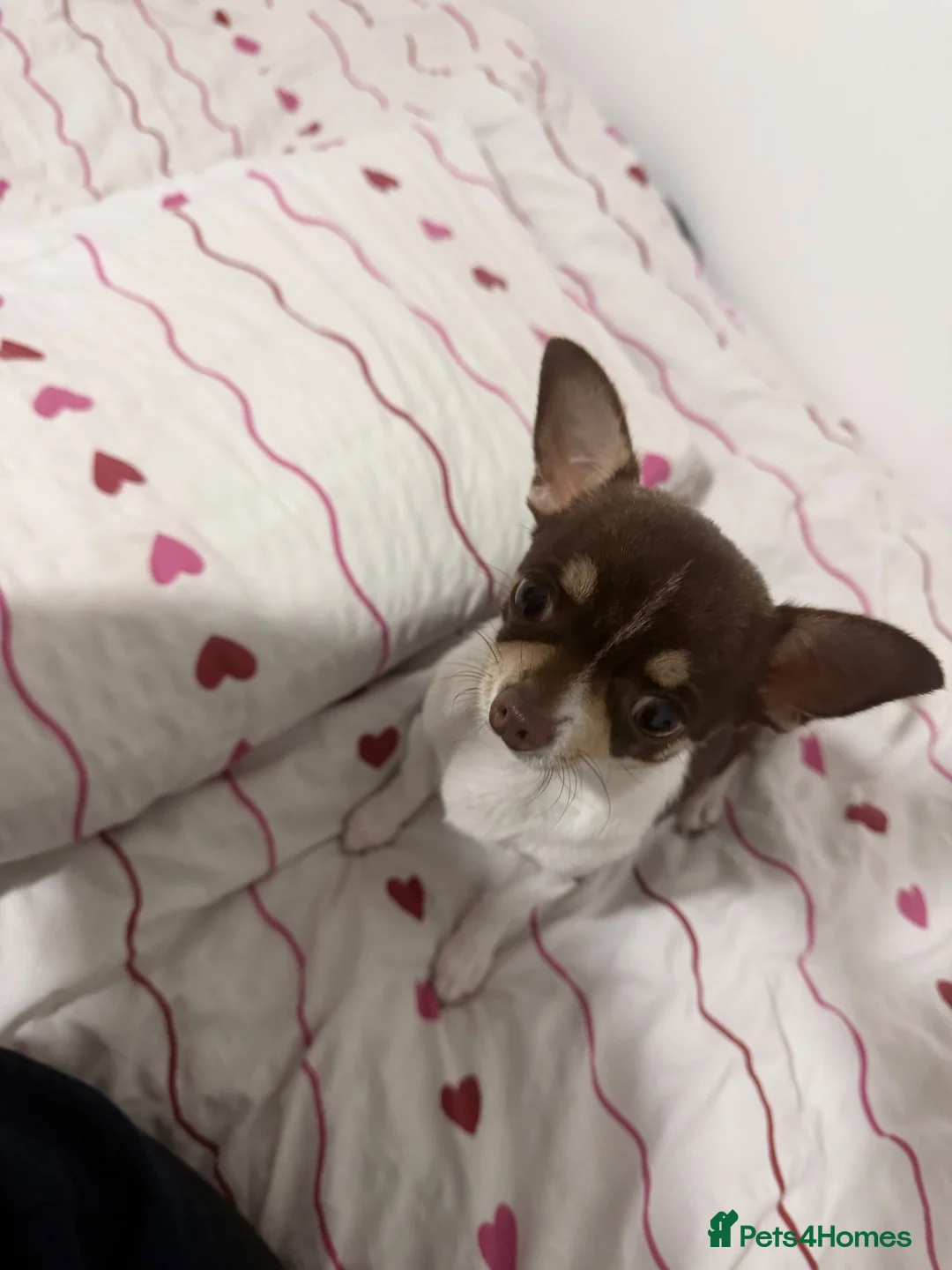 Chihuahua dogs for sale: Rocky - Advert 2