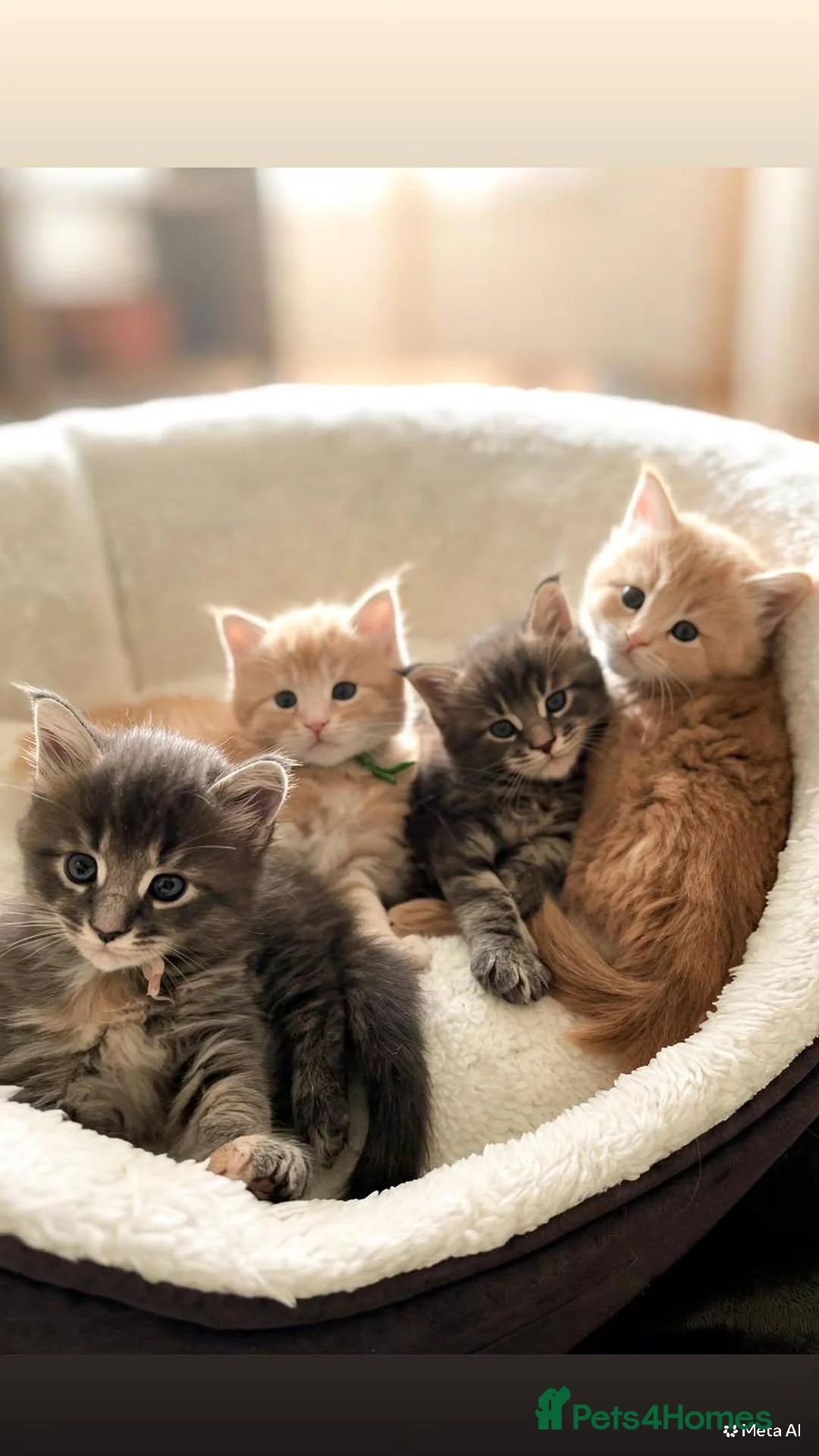 Maine Coon cats for sale: Beautiful little of Maine Coon kittens  - Advert 1