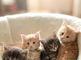 Maine Coon cats Beautiful little of Maine Coon kittens - Advert 1