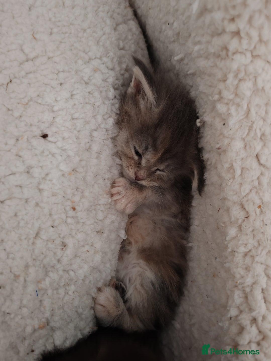 Maine Coon cats for sale: Vilma V.  - Advert 10