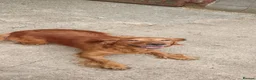 Cocker Spaniel dogs for sale: READY NOW - Cocker Spaniel Puppies - Advert 6
