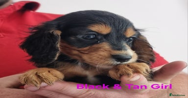Cocker Spaniel dogs - Advert 16
